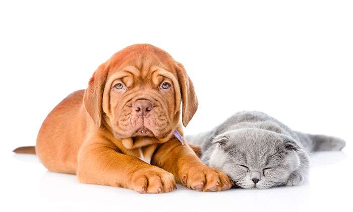 Dog and Cat at Gertrude's Way Pet Shop