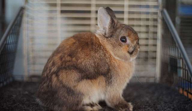 Rabbit at Gertrude's Way pet shop