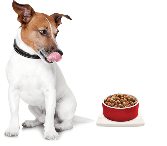 The Best Dog food